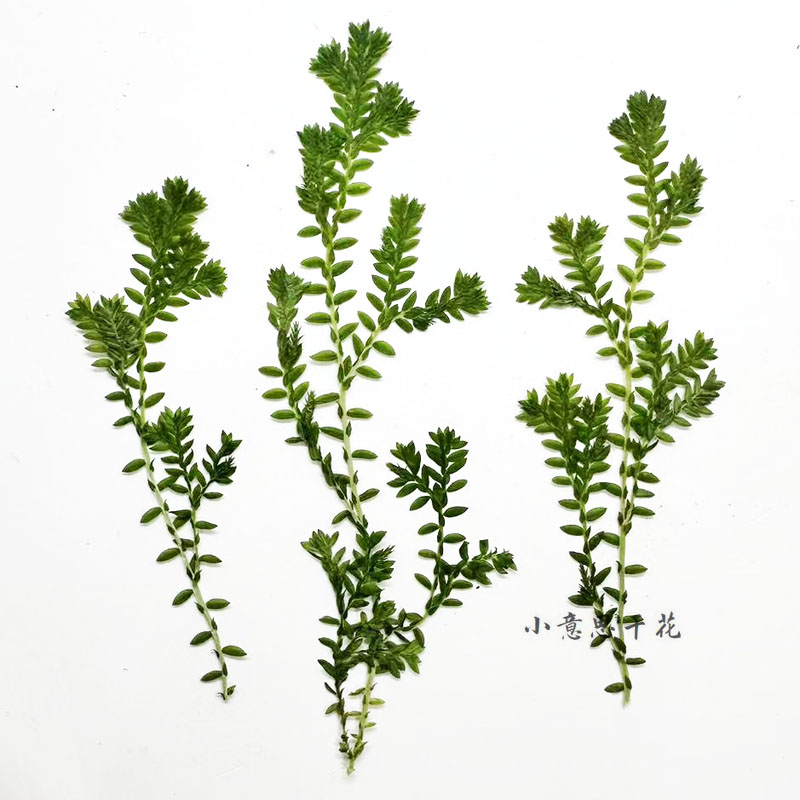 珊瑚草干花押花植物标本diy滴胶