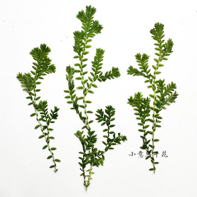 珊瑚草干花押花植物标本diy滴胶