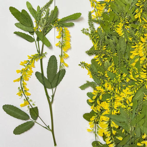 花带干花植物标本滴胶diy材料
