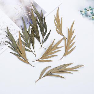银桦叶 植物干花标本 滴胶真花手机壳押花 diy香薰蜡烛压花花材