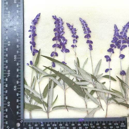 小意思干花压花标本滴胶花材
