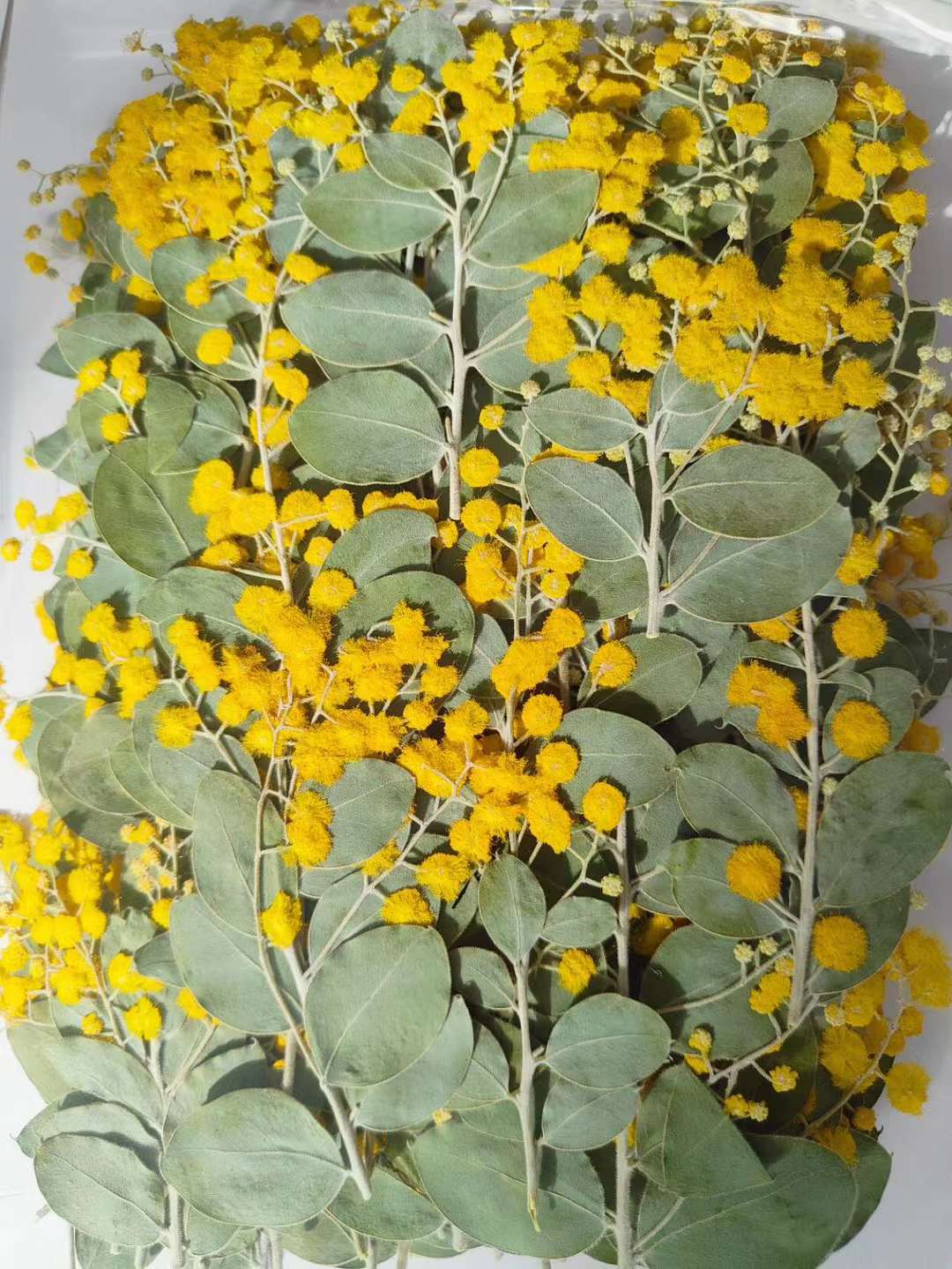 金合欢天然植物标本压花干花手机壳滴胶书签儿童台灯贴画装饰押花 家居饰品 干花/花瓣/干花包/干树枝 原图主图