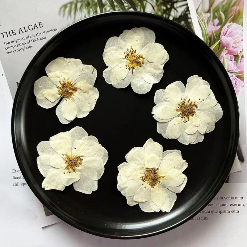 小意思干花压花新品特惠