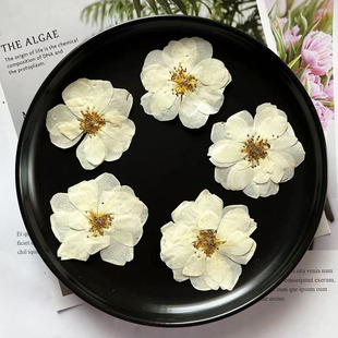 白色月季 天然植物标本压花干花手机壳滴胶书签台灯贴画装饰押花