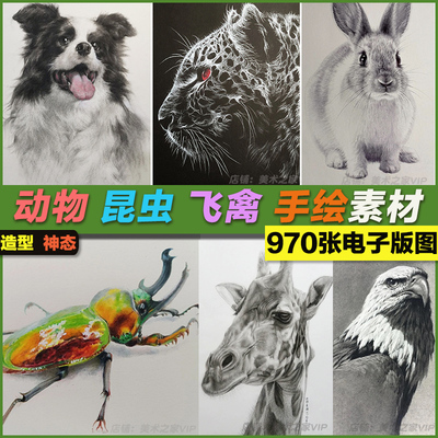 动物家禽飞禽狗猫小昆虫手绘黑白步骤临摹范画素描绘画素材图片