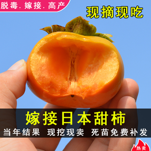 日本甜柿树苗脆柿苗嫁接富有柿子树苗脱涩柿苗南北方种植当年结果