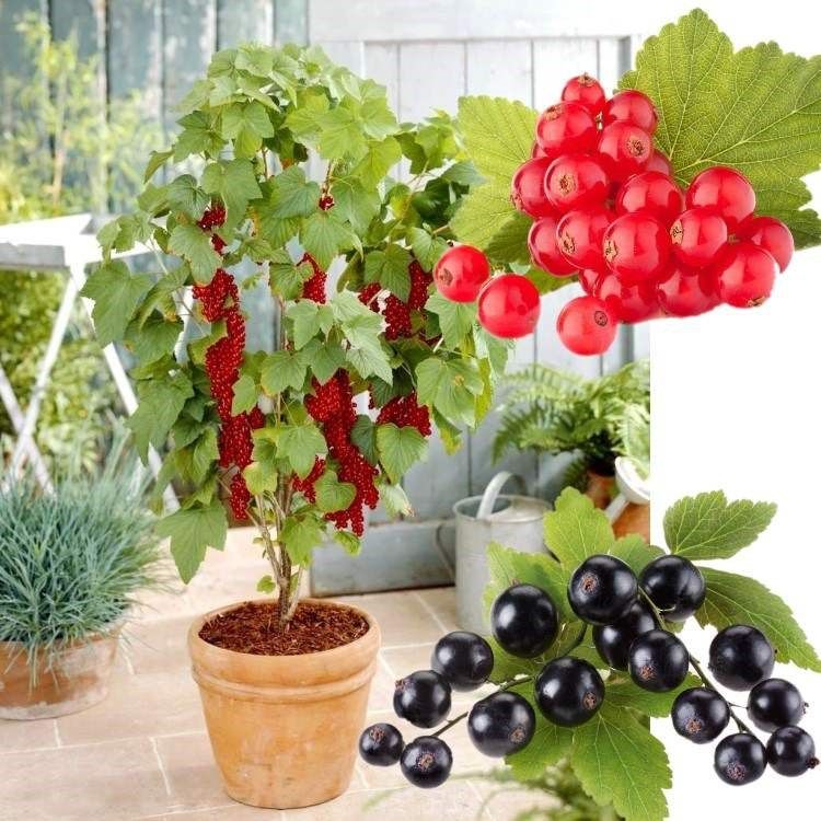 果树苗红加仑苗红醋栗苗红灯笼果苗黑加仑树苗树葡萄苗当年结果苗