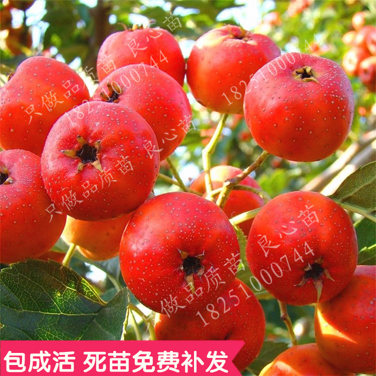 嫁接山楂树苗大金星里红盆栽阳台