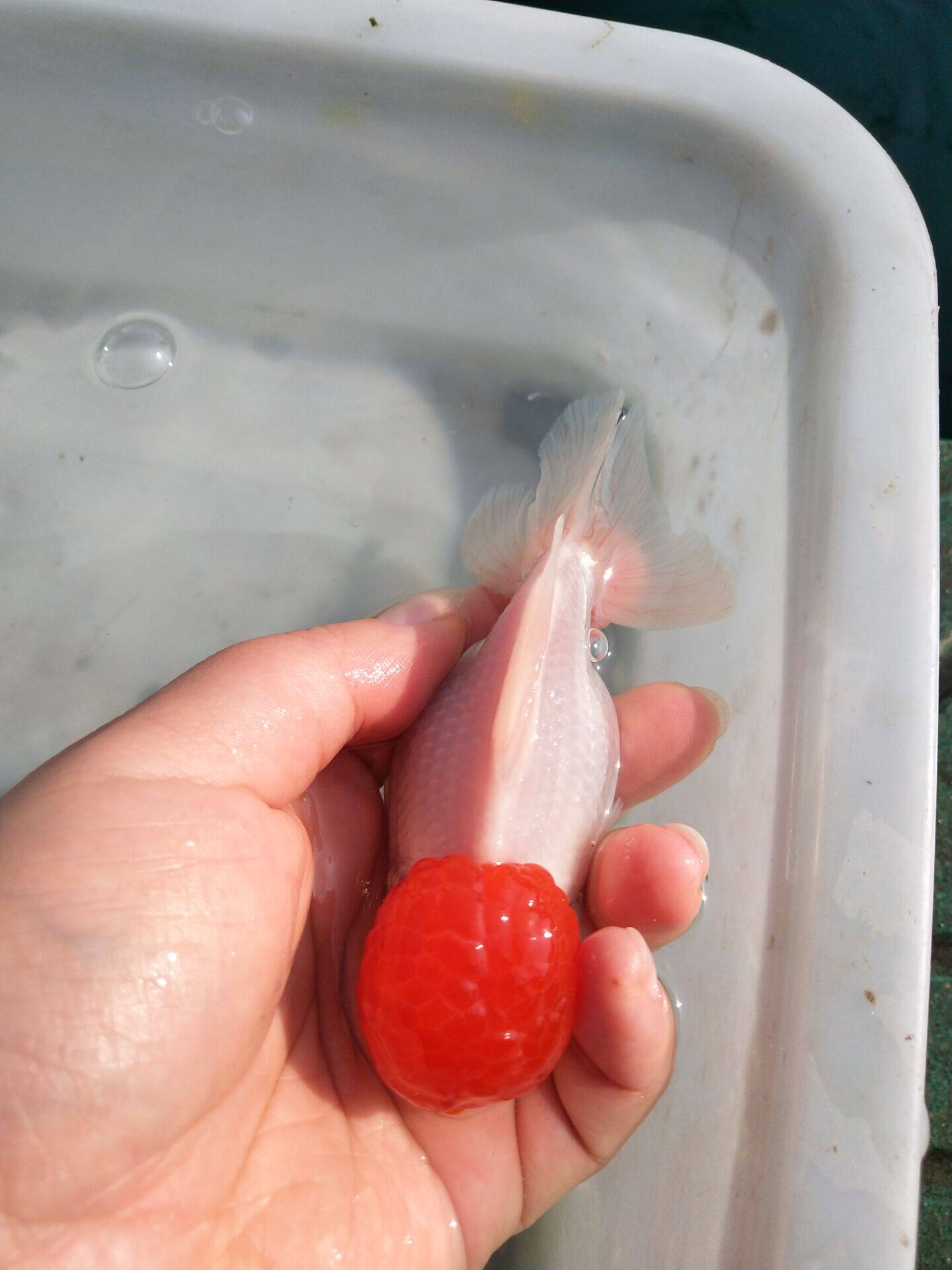 精品金鱼活体/顶红金鱼红白花寿观赏鱼/鸿运当头宠物鱼淡水风水鱼