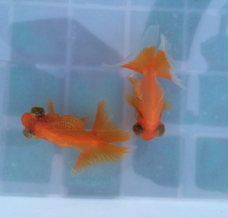 精品金鱼活体鱼苗/兰寿国狮子头虎头猫狮蝶尾珍珠皇冠/观赏鱼包活