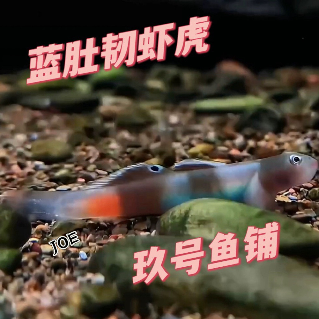 冷水鱼淡水鱼虾虎鱼公