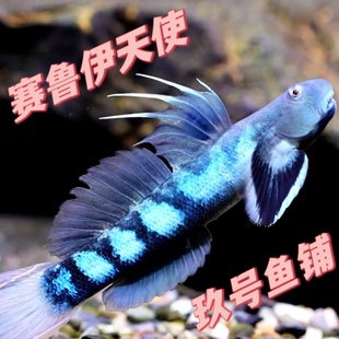 赛鲁伊天使塞鲁伊虾虎巴布亚大天使蓝天使太美宽额高端秃头鲨