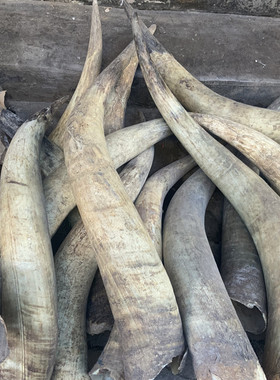 包邮大号加长白牛角黄牛角毛料站筒工艺牛角家居办公装饰摆件客厅