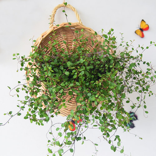 阳台花架墙壁挂编织悬挂竹编花篮