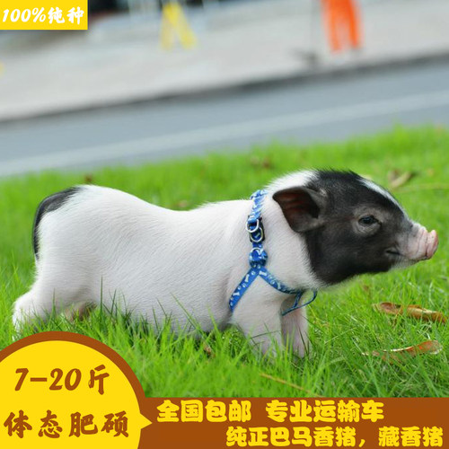 纯种巴马香猪活苗小香猪幼仔猪活体幼苗活体幼崽送养殖技术包邮