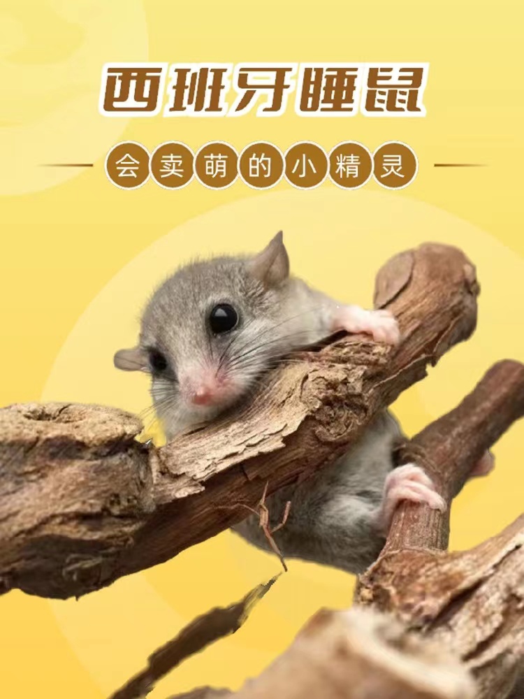 睡鼠网红小宠物家养小宠物