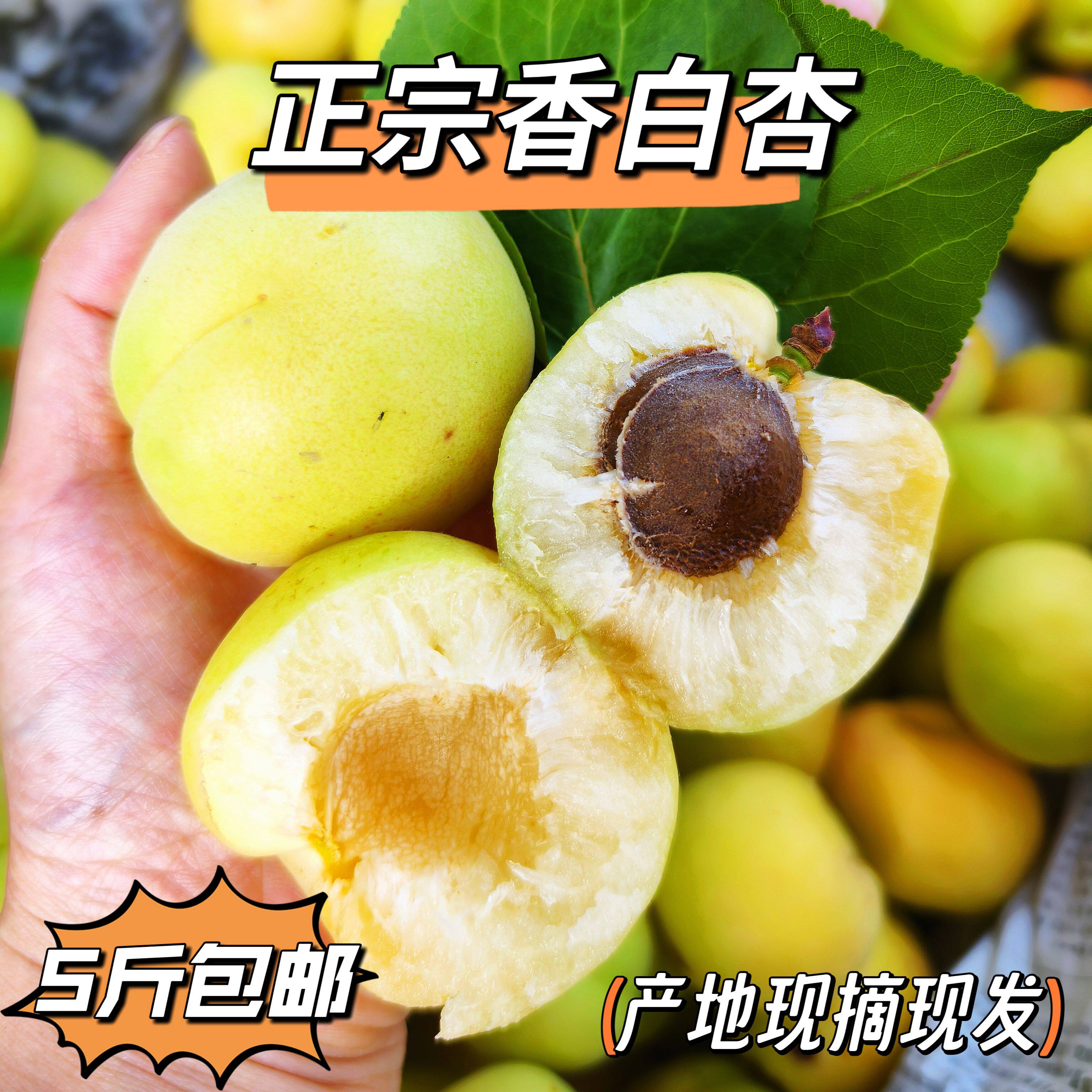 河北唐山遵化特产山坡香白杏新鲜采摘香甜多汁水果杏子五斤包邮