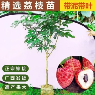 荔枝树苗桂味荔枝苗仙进奉无核荔枝嫁接苗带土叶带花盆栽地栽果树