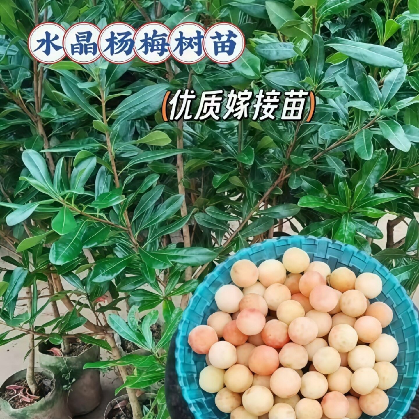杨梅树苗大果型白杨梅--水晶杨梅苗(白沙杨梅)果树苗木当年结果