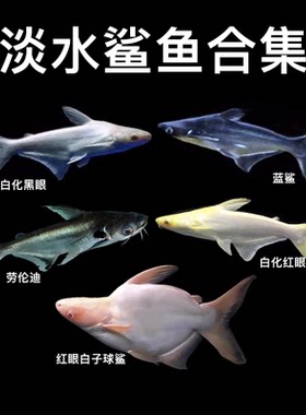 鱼蓝鲨鲨鱼蓝鲨热带鱼鱼