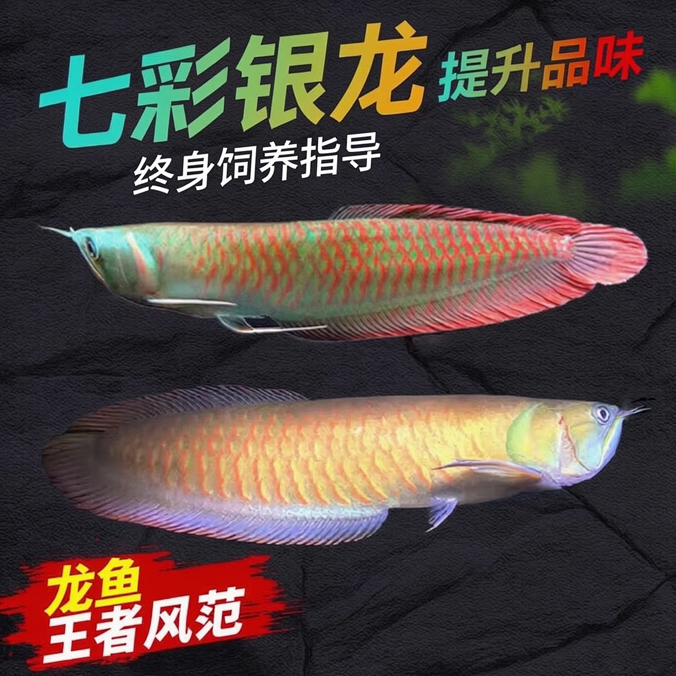 七彩银龙鱼活体鱼苗大型热带观赏淡水鱼金龙地图鹦鹉招财鱼配鱼图片
