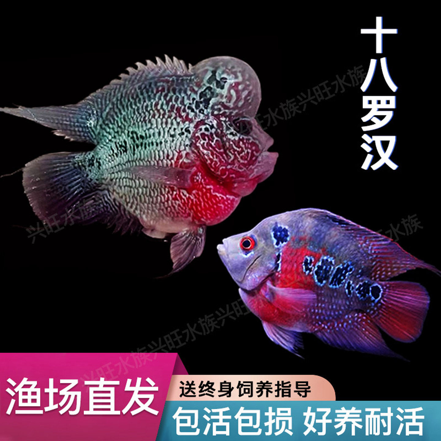 十八罗汉鱼热带观赏鱼活体爆头麒麟鹦鹉鱼元宝鱼群养热带观赏鱼