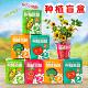 桌面种植盲盒儿童植物盆栽小绿植幼儿园观察植物小学生奖励礼物