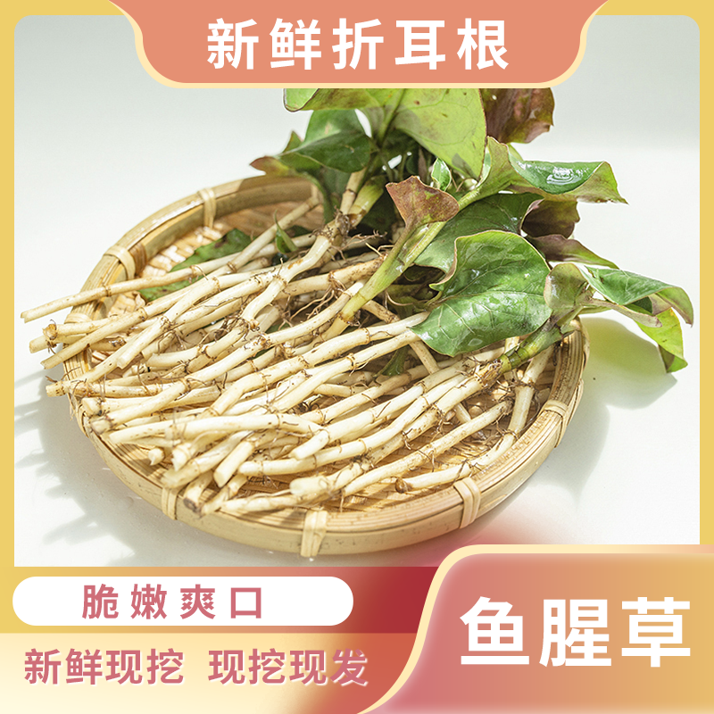 云南新鲜折耳根凉拌鱼腥草尖农家野蔬菜自然特产现挖嫩根芽节节根