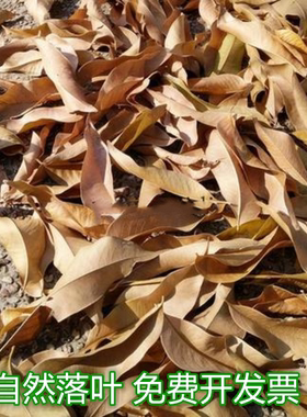 自然干树叶diy天然落叶枫叶竹叶枯树叶标枯叶装饰拍摄道具真叶子