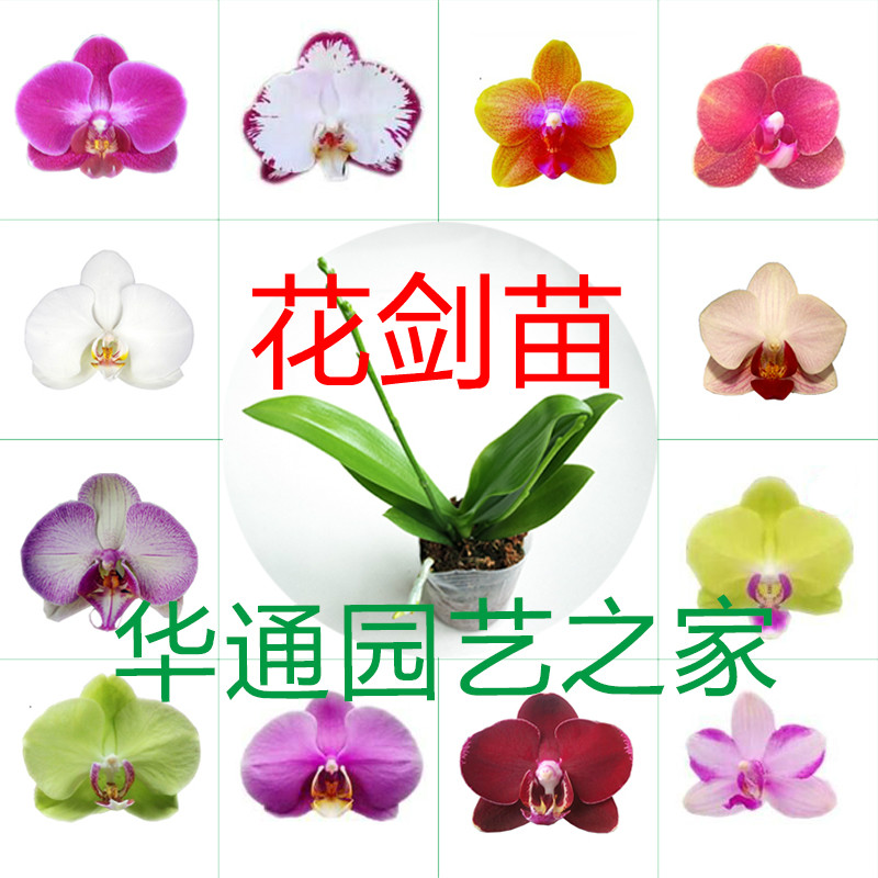 蝴蝶兰花苗大苗抽梗带花剑盆无花苞特级对版1-2个月开花华通园艺