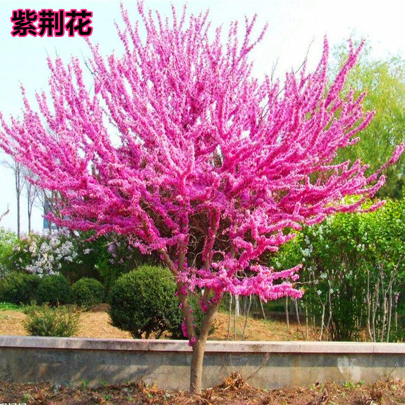 丛生紫荆树苗棒棒糖型风景庭院抗冻耐热室外植物盆栽耐冻耐寒花卉