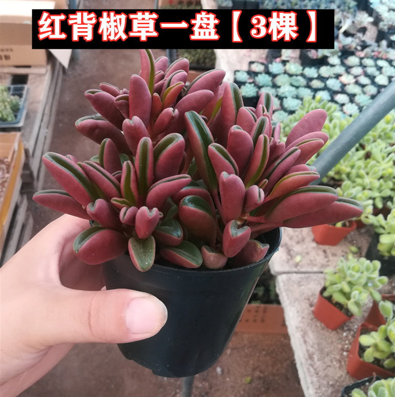 红背椒草多肉植物盆栽室内阳台