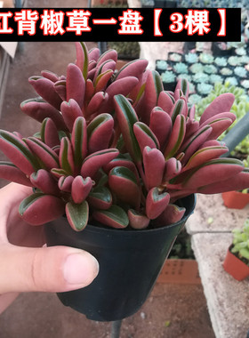 红背椒草多肉植物盆栽花卉红色萌肉肉群生多颗一盆室内阳台肉肉