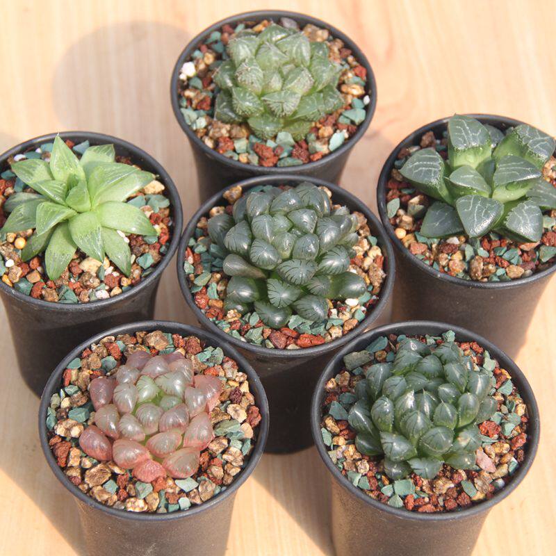 玉露多肉植物办公室防辐射盆栽室内绿植肉肉植物冰灯黑紫姬玉露系