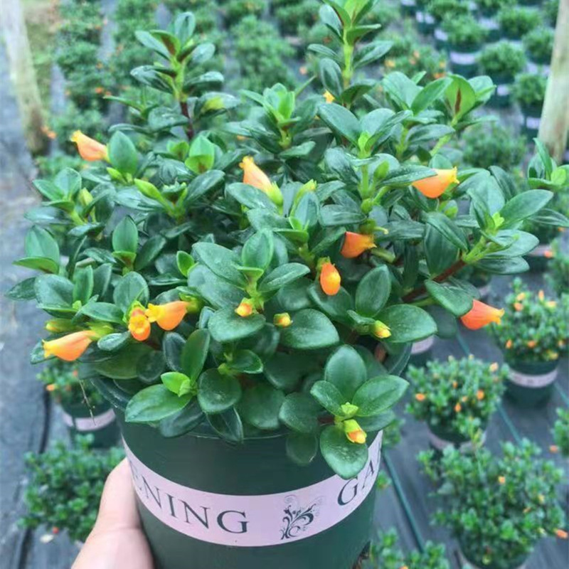花卉盆载金鱼花吊兰包邮绿植盆栽