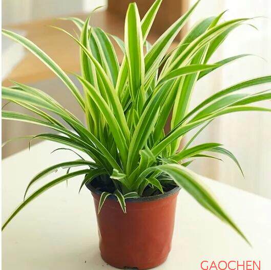 室内花卉盆栽 吊兰植物 青叶金边金心吊兰 花卉 带土发货包邮