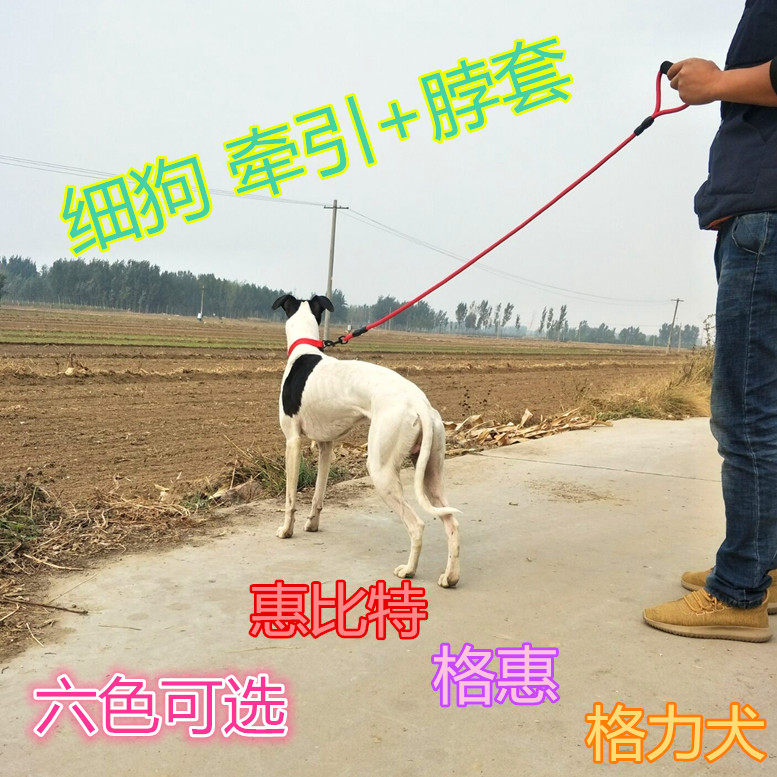 细狗遛狗绳子惠比特犬格惠格力犬牵引绳子带脖套宠物狗狗牵引带