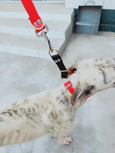 细狗帆布牵引脖套可分解惠比特犬遛狗绳格惠格力犬牵引绳一拉紧新