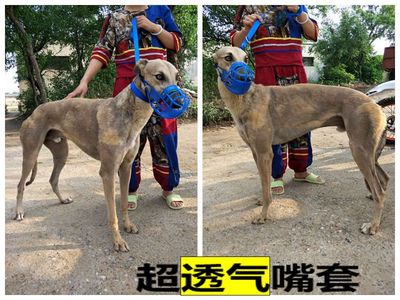 惠口格力防乱细狗灵缇犬萨摩嘴套