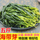 海带苗5斤火锅商用盐渍新鲜霞浦非干货嫩麻辣烫凉菜火锅食材