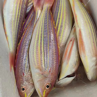 广东2或3条每斤金线鱼新鲜冷冻红衫鱼海鲜金丝鱼红三鱼深海红线鱼