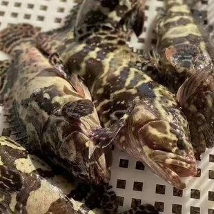 广东南海石斑鱼冷冻珍珠龙胆龙趸海鲜水产新鲜老虎斑海鱼特大深海