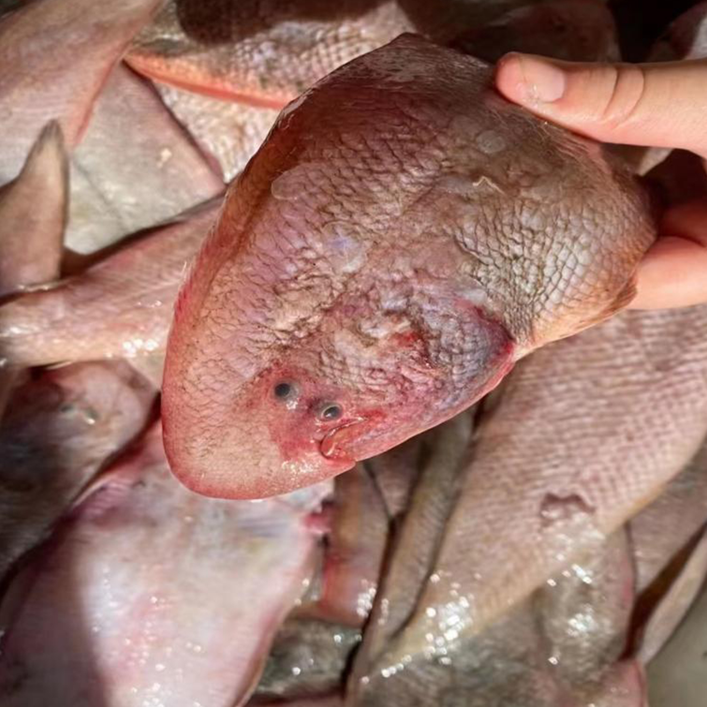 广东正宗龙利鱼新鲜冷冻舌头鱼