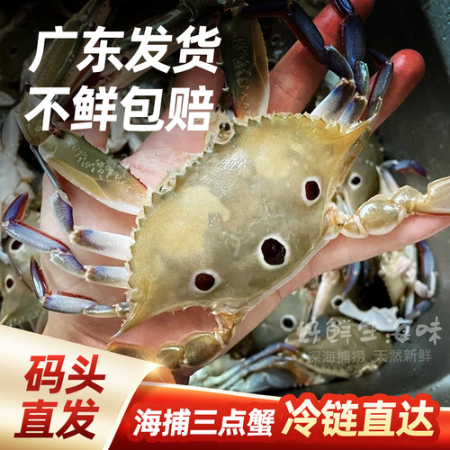 广东三点蟹冷冻三眼蟹多规格可选