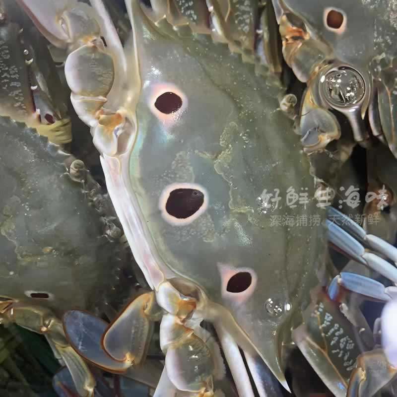 广东阳江鲜冻三目蟹冷冻三眼蟹梭子蟹急冻螃蟹海鲜三点蟹水产