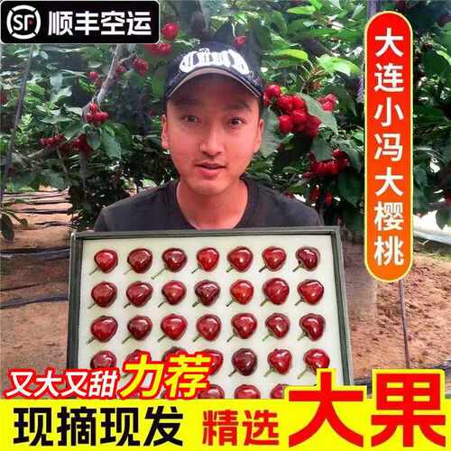 大连美早樱桃国产车厘子3J现摘现发新鲜水果顺丰包邮樱桃黑金礼盒