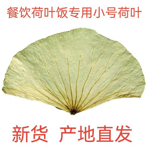 微山湖天然整张干荷叶小号