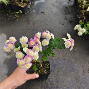 直播间一物一拍链接掌中宝各种小品盆景