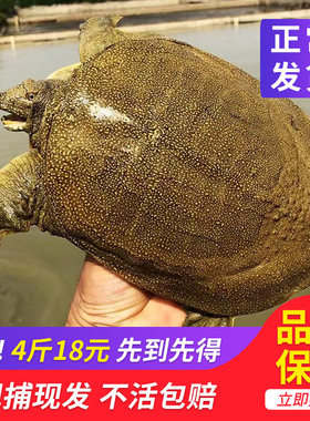外塘大甲鱼鲜活活体中华老王八小鳖活苗龟生鲜团购水鱼淡水鱼包邮