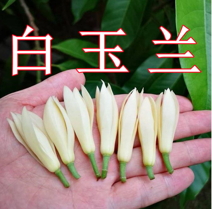 初闻偶遇私家白玉兰香水